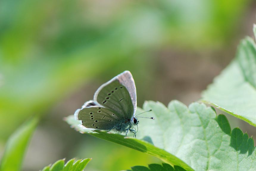 Cupido minimus ?